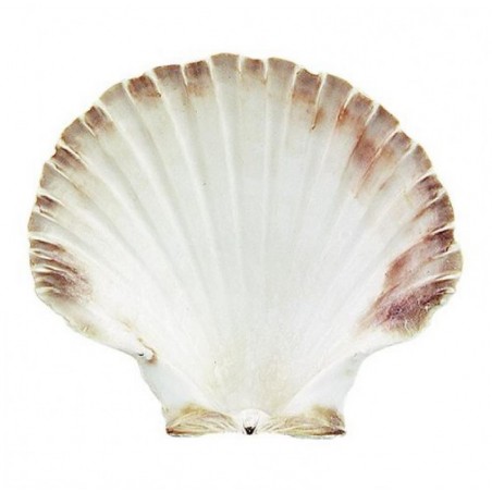 Lot de 2 Coquilles St Jacques